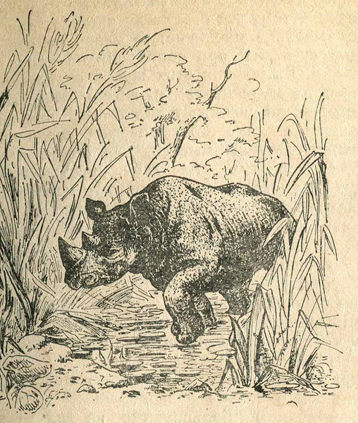 Чёрный африканский носорог
