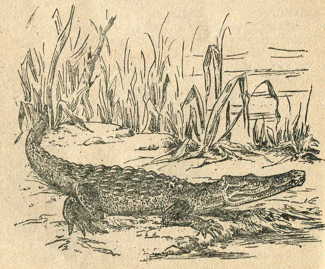 Крокодил в засаде