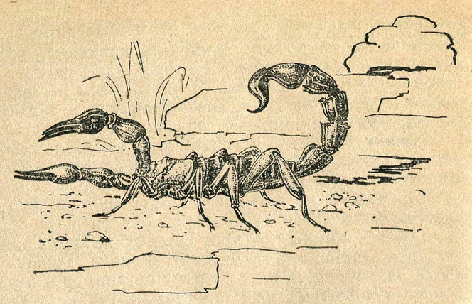 Скорпион с поднятым ядовитым жалом
