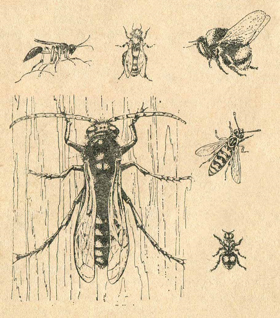 Жалящие насекомые (осы, пчёлы, шмели)